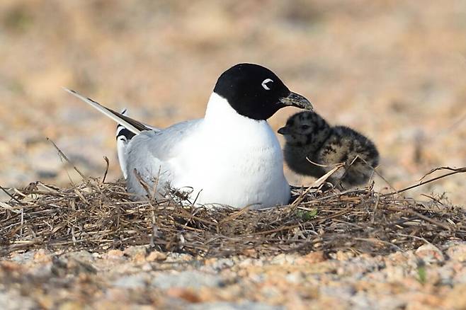 먹이를 부드럽게 만들어 게워내 새끼에게 먹이는 검은머리갈매기 어미.