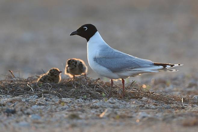 둥지에서 몸을 일으킨 어미 검은머리갈매기는 주변을 살핀다. 새끼를 둔 어미는 한순간도 경계를 늦추지 않는다.