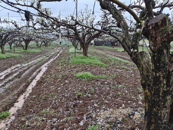 6일 오후 국내 대표 배 주산지인 전남 나주시 배 과수원 일대에 우박이 떨어져 이제 막 배꽃 개화가 시작된 농가에 피해가 우려된다. 2026.4.6 [사진=독자 제공/연합뉴스]