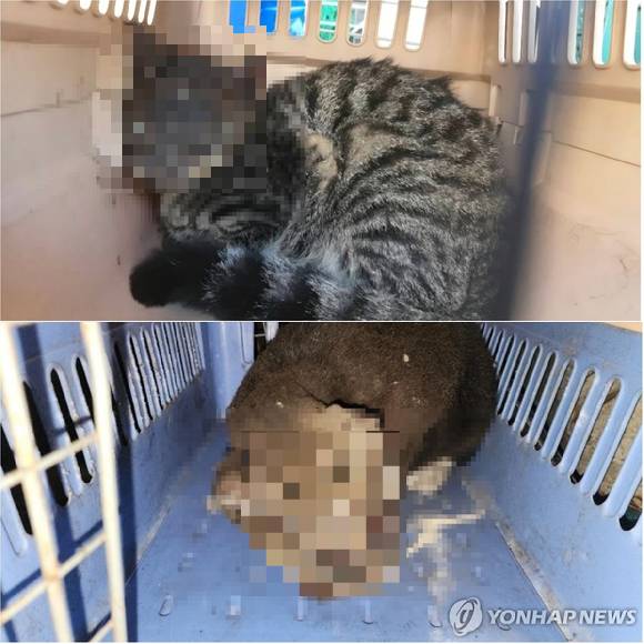 대전에서 안면부 화상을 입은채 구조된 고양이들 [사진=동물권단체 케어]