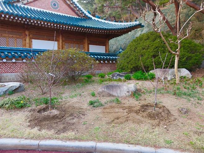 이재명 대통령은 식목일을 맞이해 청와대와 관저에 체리나무와 복숭아나무를 심었다고 SNS에 전했다. 이재명 대통령 SNS 캡처