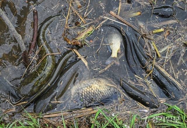 6일 오후 원인 모를 악취와 함께 메기, 붕어 등 물고기가 집단 폐사한 수원특례시 권선구 서호천 모습. 김시범기자