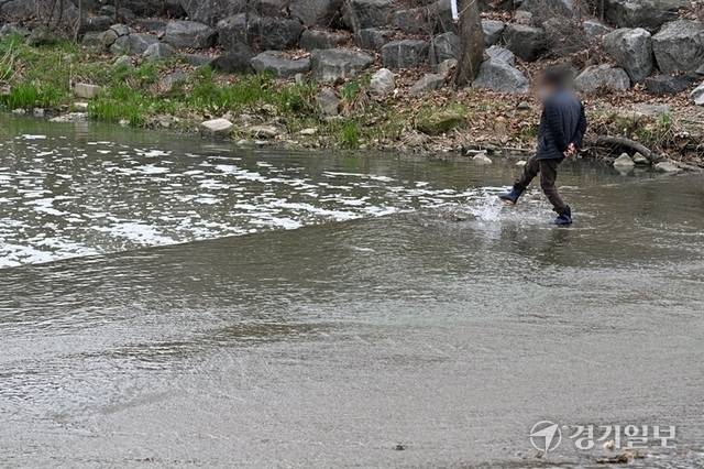 6일 오후 원인 모를 악취와 함께 메기, 붕어 등 물고기가 집단 폐사한 수원특례시 권선구 서호천에서 한 주민이 폐사 직전의 물고기를 깊은 물로 보내고 있다. 김시범기자