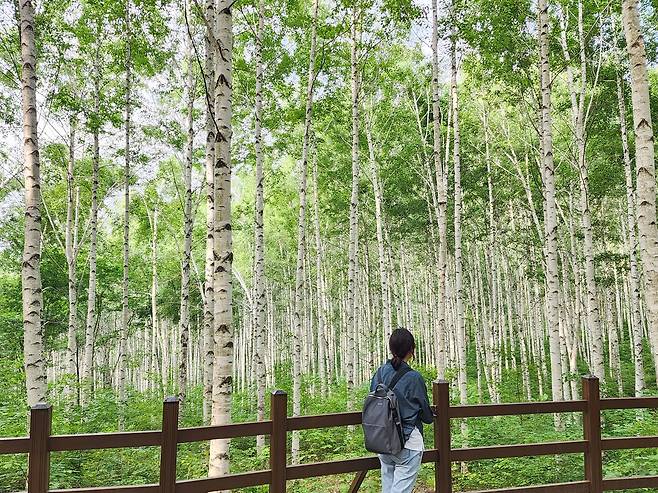 인제 원대리 자작나무숲