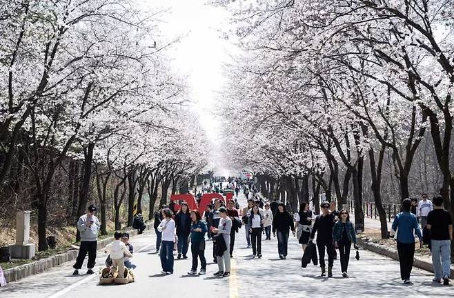 [서울=뉴시스] 여주흥천남한강벚꽃축제. (사진=여주흥천남한강벚꽃축제 홈페이지 캡처) *재판매 및 DB 금지