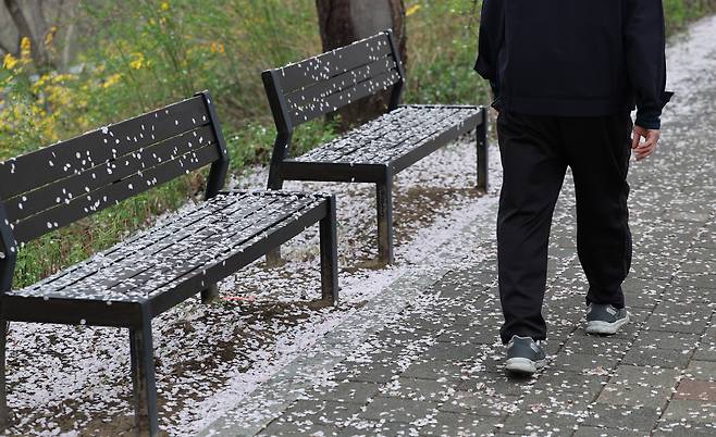 눈이 내린 듯 벚꽃이 떨어져 온통 하얗다. 산책로 의자 위에도 벚꽃이 내렸다.&nbsp;