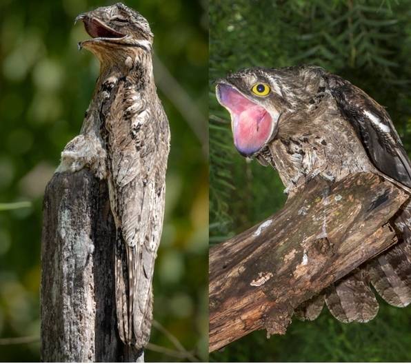 아르헨티나 투쿠만의 가정집에 날아들어 한바탕 소동이 나게 한 ‘유령새’ 카쿠이. 인포르마테 캡처