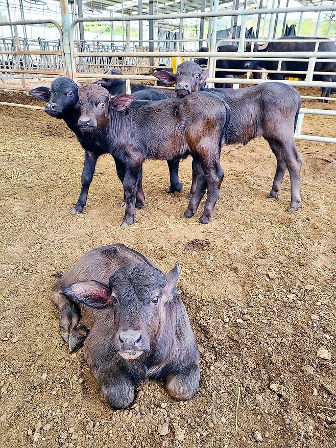 이탈리안 물소 [경기도 제공. 재판매 및 DB 금지]