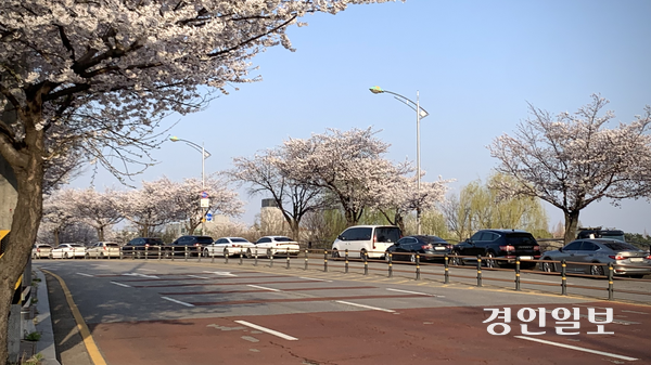 지난 6일 오후 수원시 권선구 오목천동 황구지천 인근 4차선 도로 가장자리. 만개한 벚꽃 아래 차량들이 줄지어 불법 주차돼 있다. 2026.4.6 /유혜연기자 pi@kyeongin.com
