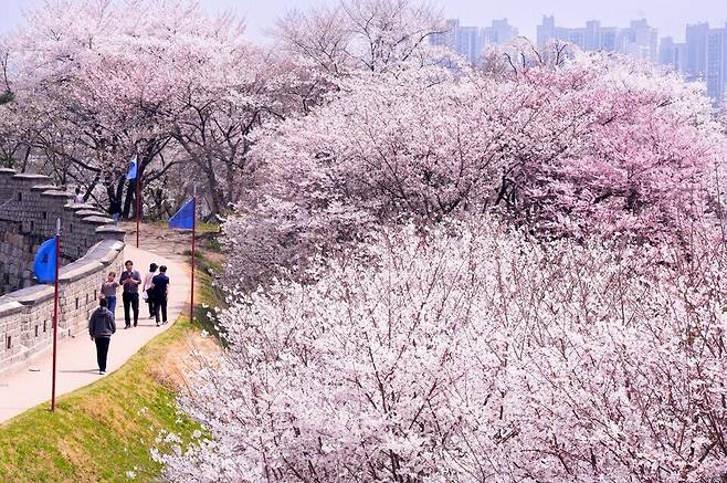 ▲&nbsp;수원화성 동장대에서 동북각루로 내려오는 성곽길에 벚꽃이 활짝 피어 있다. /사진제공=수원특례시