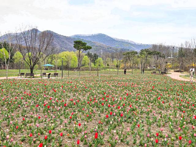 천안 삼거리공원 너른뜰 튤립정원에 10만 본의 튤립이 만개한 모습. 천안시 제공