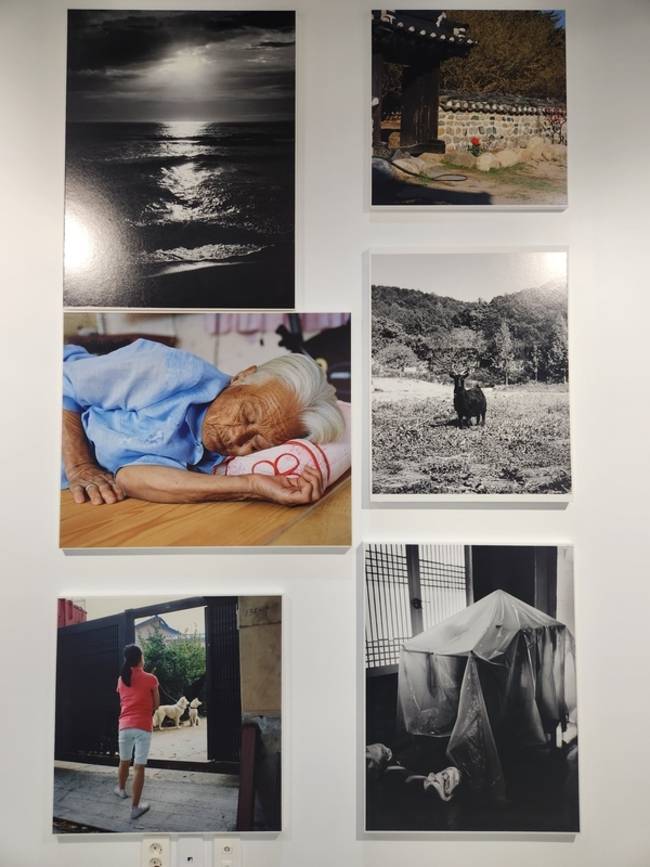 진주 PAC 갤러리에서 30일까지 이언경 개인전 <태양 아래 죽은 거목 등을 꺾어 매미-울고>가 열린다. /류민기 기자