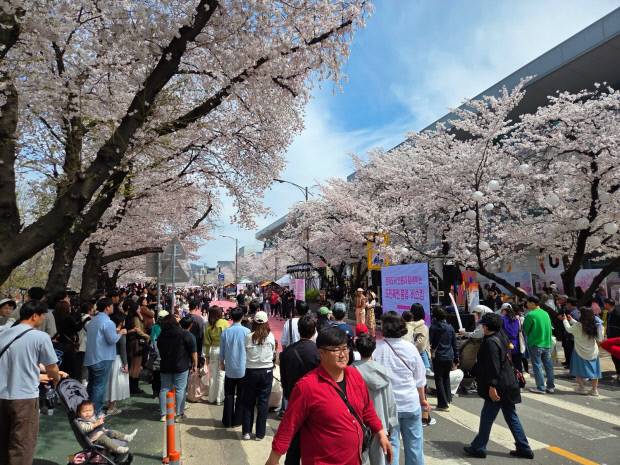 관광객들이 낙동강변 벚꽃길에서 열린 '2026 안동 벚꽃축제'를 즐기고 있다. 안동시 제공