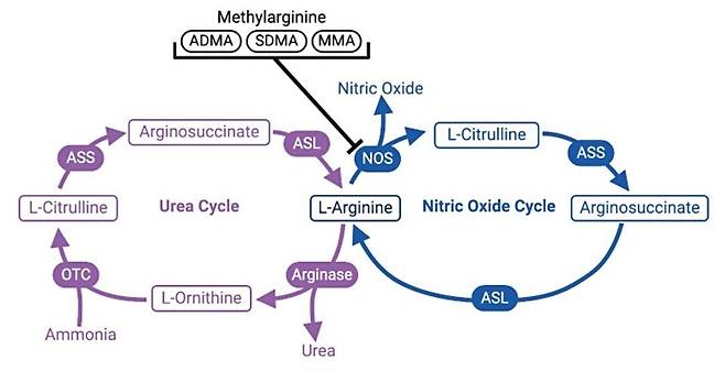 아르기닌을 중심으로 요소회로와 산화질소 회로를 나타낸 그림. 출처:L-Citrulline in Neonates: From Bench to Bed Side. Children. 2024