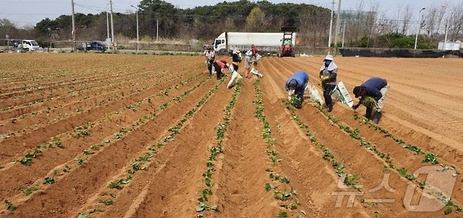 6일 오후 전남 나주시 봉황면의 한 들녘에서 고구마 이식작업이 한창이다.206.4.6 ⓒ 뉴스1