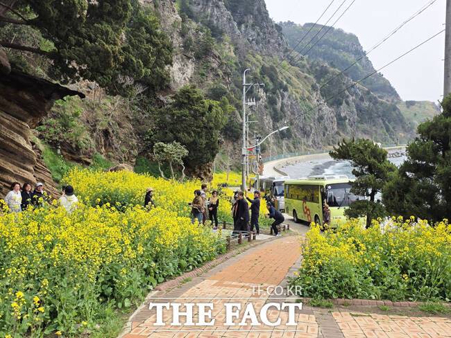 울릉군 울릉군 서면 구암마을 인근, 지질명소로 이름난 수층버섯바위 주변이 노란 유채꽃이 만개했다. 이곳은 차량들이 연신 멈춰 서서 사진을 찍는 이른바 '인생샷' 명소로 빠르게 입소문을 타고 있다. / 독자제공