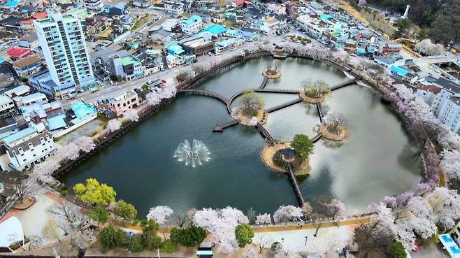 창녕 영산 연지못 스마트공원으로 재탄생 수양벚꽃 아래 야경을 품다. 창녕군 제공