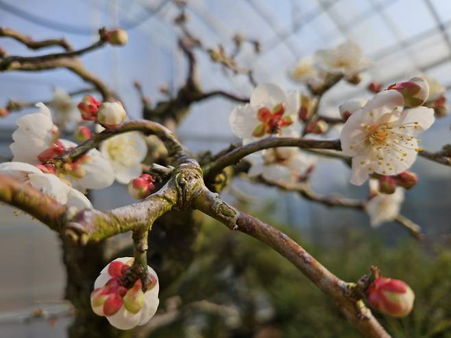 강원·경북산지 강풍 주의… 낮 최고 19도 [내일날씨]=수요일인 내일(8일) 날씨는 전국이 대체로 맑다가 전라권과 제주도는 늦은 오후부터, 그 밖의 전국은 밤부터 차차 흐려지겠다. 아침 최저기온은 -2~6℃, 낮 최고기온은 13~19℃가 되겠다.아침 기온이 내륙을 중심으로 0℃ 안팎으로 내려가 쌀쌀하겠다. 미세먼지 농도는 대부분 지역에서 ‘보통-좋음’ 수준을 보이겠다. ⓒbnt뉴스: 오늘날씨, 내일날씨, 주간날씨 예보