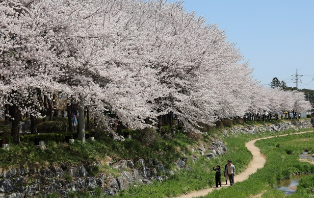 7일 오전 충남 홍성군 대교리 대교공원에 벚꽃이 만개해 있다. [홍성=연합뉴스]