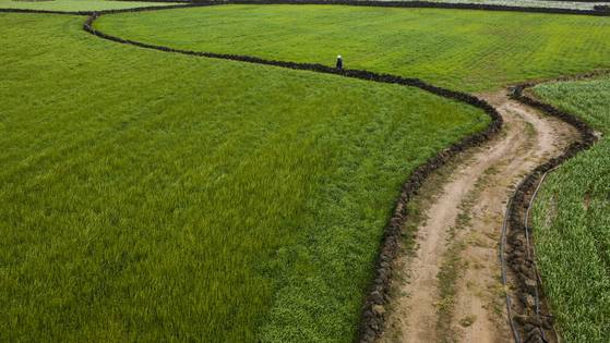 제주올레는 최대한 옛길을 살려 조성했다. 그래서 흙길이 많고 구불길도 많다. 권혁재 사진전문기자