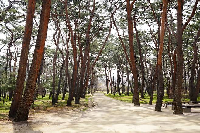 [서울=뉴시스] 조선왕릉 숲길 – 남양주 사릉 소나무숲 (사진=국가유산청 제공) 2026.04.07. photo@newsis.com *재판매 및 DB 금지