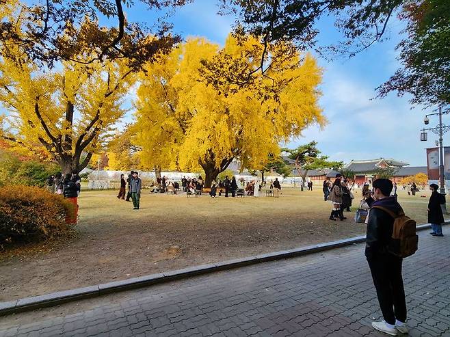 [서울=뉴시스] 국립고궁박물관 야외 은행나무(사진=국가유산청 제공) 2026.04.07. photo@newsis.com *재판매 및 DB 금지