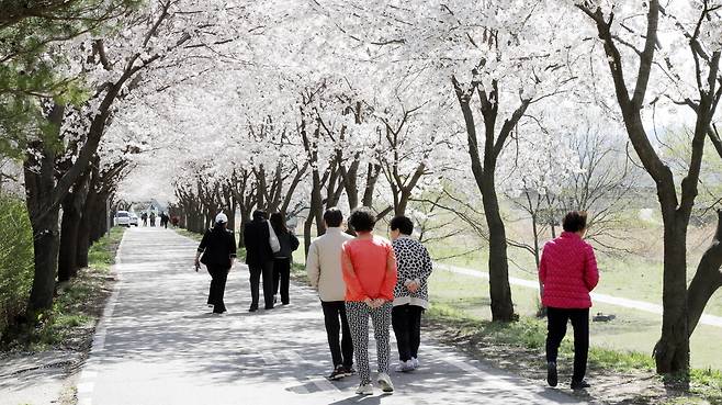 안성 벚꽃길  : 사진 제공 = 안성시