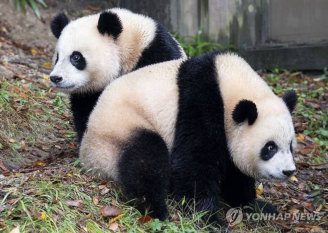 쌍둥이 아기 판다 '루이바오·후이바오' 야외 나들이 첫 일반 공개 (서울=연합뉴스) 삼성물산 리조트부문 에버랜드는 15일 푸바오의 동생인 쌍둥이 아기 판다 루이바오와 후이바오가 야외에서 가을 날씨를 만끽하고 있는 모습을 일반에 처음 공개했다고 밝혔다. 사진은  후이바오(왼쪽), 루이바오. 2024.10.15 [에버랜드 제공. 재판매 및 DB 금지] photo@yna.co.kr