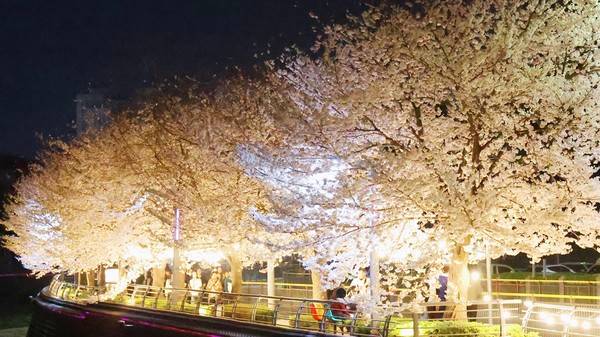 벚꽃이 만개한 안성 금석천에는 해가 진 뒤에도 경관조명이 켜지면서 로맨틱한 분위기를 자아내고 있다.[사진출처 = 안성시]
