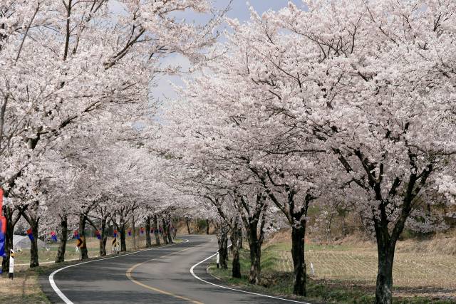 청양군 벚꽃길