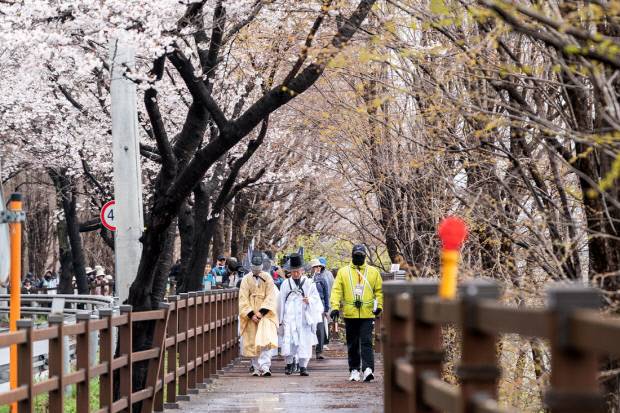 '제6회 퇴계선생 마지막 귀향길 재현행사' 재현단들이 한복을 입고 벚꽃나무 아래 꽃 길을 걷고 있다. 안동시 제공