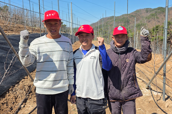 영양군 입암면 김진탁 씨의 농가에서 일하고 있는 베트남 계절근로자 부, 하우, 흐엉 씨가 농사일을 도우며 화이팅을 외치고 있다. <정운홍기자>