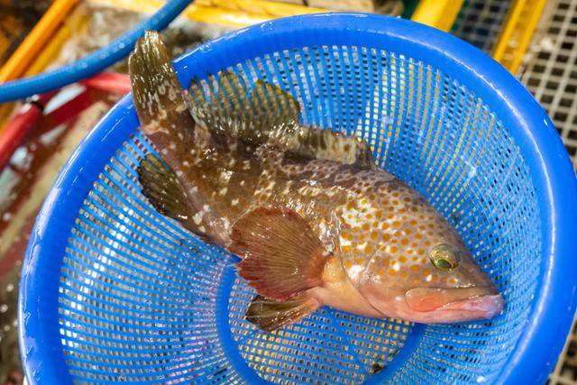 녹동항 수협활선어회센타 수조에서 건져올린 붉바리회. 아직 철이 아니지만 벌써부터 작은 개체 몇이 잡혀 온다.