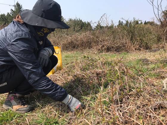 제주도 한라산 중턱에서 고사리를 꺾는 중인 고사리채취객. 최충일 기자