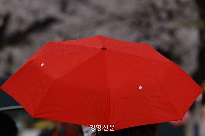 봄비가 내린 지난 6일 서울 여의도 윤중로 벚꽃길에서 한 시민이 쓴 우산에 벚꽃잎이 떨어져 있다. 정효진 기자