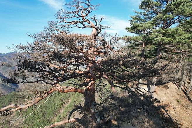 경상북도 울진 소광리 대왕소나무.[녹색연합 제공]
