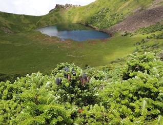 한라산 백록담 부근의 구상나무 군락. [국립백두대간수목원 제공]