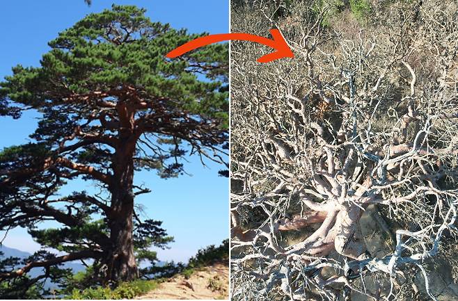 경상북도 울진 소광리 대왕소나무가 변화한 모습.[녹색연합 제공]