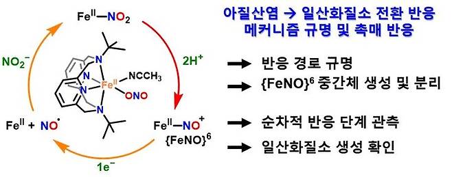 [울산=뉴시스] 이번 연구에서 밝혀낸 아질산염의 일산화질소 전환 반응 모식도 (사진=UNIST 제공) photo@newsis.com *재판매 및 DB 금지