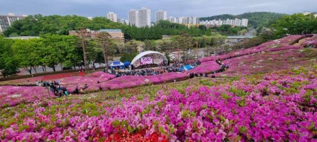 ▲지난해 군포철쭉축제 모습 ⓒ군포시