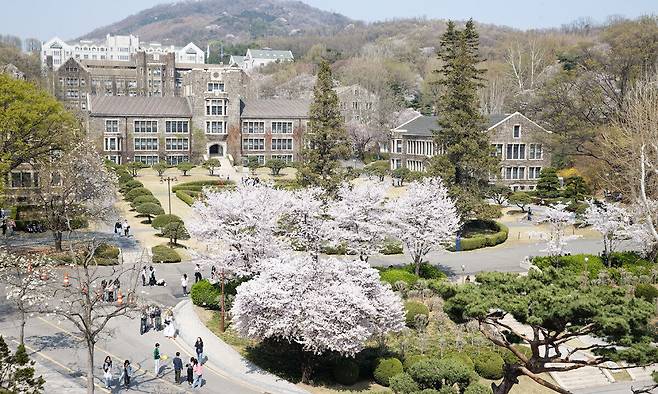 벚꽃 완연한 봄, 대중음악계도 다양한 야외 음악 페스티벌로 봄맞이를 하고 있다. 사진은 벚꽃으로 가득한 연세대 교내 모습. 인넥스트트렌드 제공