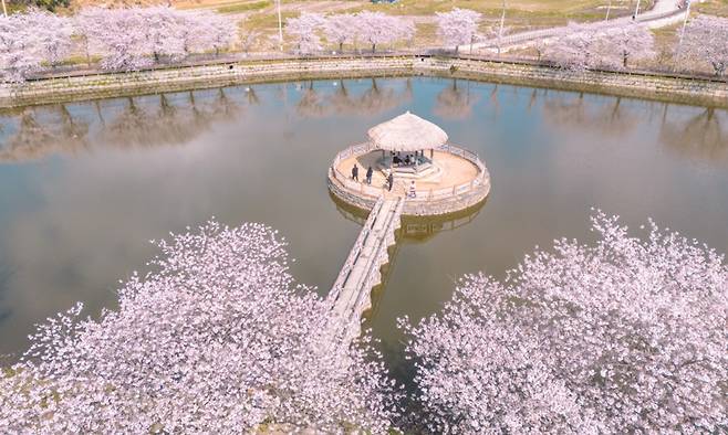 충남 당진시 면천면에 있는 골정지가 봄철 벚꽃 명소이자 전통 수리 시설로 주목받고 있다. 충남관광 홈페이지 캡처