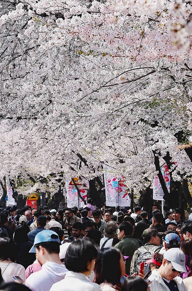 5일 서울 영등포구 ‘2026 여의도 봄꽃축제’를 찾은 시민들이 만개한 벚꽃을 구경하고 있다. 뉴스1