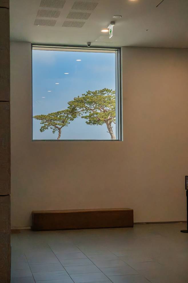 건축 부지에 서 있던 소나무에 맞춰 유리창을 설계한 모습  [사진/성연재 기자]