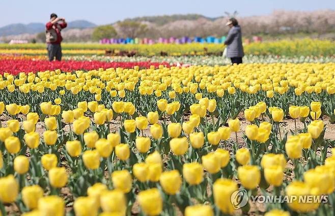 유채와 튤립 (창녕=연합뉴스) 김동민 기자 = '제21회 창녕 낙동강유채축제' 개막을 하루 앞둔 8일 오후 경남 창녕군 남지읍 창녕 낙동강 유채단지에서 관광객들이 추억을 만들고 있다. 2026.4.8 image@yna.co.kr