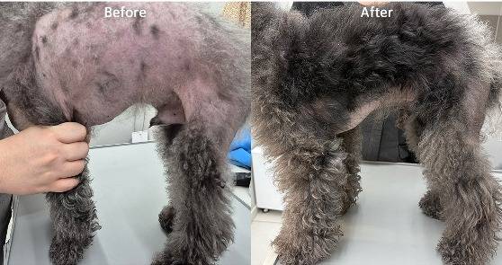 원인 불명의 탈모증을 겪던 푸들의 치료 전 후 모습(라퓨클레르 동물피부클리닉 제공) ⓒ 뉴스1