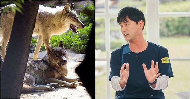 김정호 청주동물원 진료사육팀장(수의사)은 뉴스1에 이번 탈출 개체 '늑구'가 인공포육된 늑대라는 점에 주목해야 한다고 강조했다(대전 오월드 홈페이지, tvN). ⓒ 뉴스1