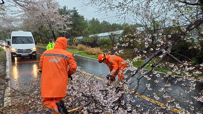 오늘(9일) 오전 서귀포시 대포동에서 강풍에 쓰러진 벚나무를 치우는 모습 (제주소방안전본부 제공)
