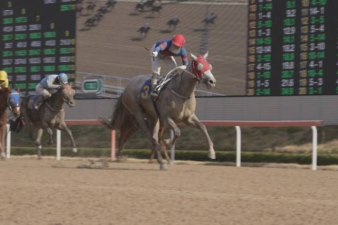 우승마 3번 클러어리위너와 박재이 기수의 결승선 모습. 렛츠런파크 부산경남 제공.