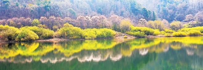 대청호 장계관광지 선착장에서 오전 9시에 출항한 ‘정지용호’를 타고 가다 마주친 신록. 이즈음의 신록은 눈부신 ‘형광’이다. 신록의 연두색이 어찌나 눈부신지 나무 안에다 환하게 불을 켠 것 같다. 수변의 신록 풍경이 유난히 근사한 건 그 모습이 수면 위에 그대로 찍혀서다.
